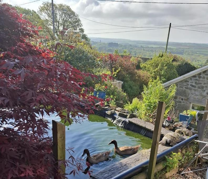 Cosy Cornish Cabin Сент-Остел Экстерьер фото